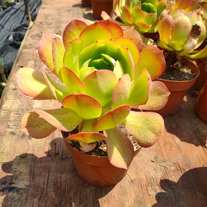 新款香炉盘法师净化空多庭院阳台美观盆桩露养气肉植物巨大老栽.