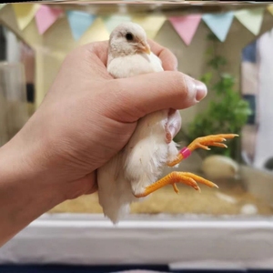 鸡脚环扣芦丁脚环识别塑料软足迷你网红小鸡记号洼胶死口宠物环环