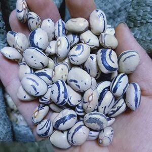 东北油豆角种子新籽架豆角籽农家几豆豆角种籽松原大几豆油豆角子