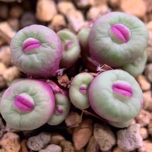 番杏奶油大红嘴多肉小嘴唇肉锥好养活屁屁肉锥花小红嘴大型红嘴