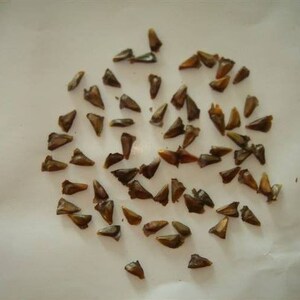 冷杉种子常绿乔木云杉落叶杉铁杉水杉木种子绿化造林