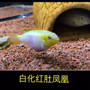 辽宁发货 爆款 西非短鲷白化红肚凤凰观赏鱼 活体