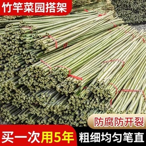 竹竿菜园搭架蔬菜黄瓜番茄豆角架杆竹篱笆栅栏小竹子细竹竿爬藤架