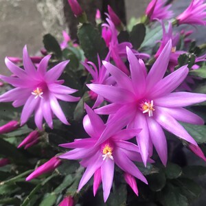 蟹爪兰三月红假昙花仙人指盆景盆栽观赏j花卉室内多肉植物易养活