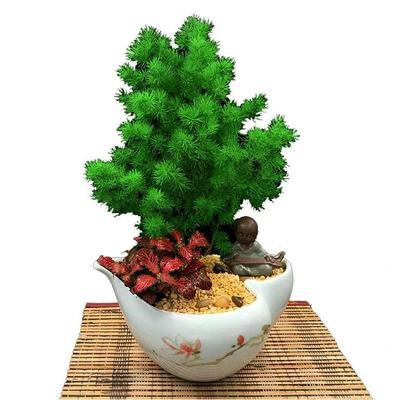 松树蓬莱松小盆景生肖猴松针素a旺招财地栽居家树枝宅瑞祥雀舌日