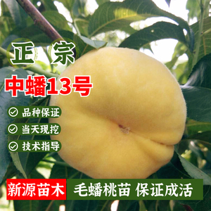 中蟠13号桃树苗南北方庭院地栽嫁接黄金毛蟠桃苗盆栽当年结果树苗