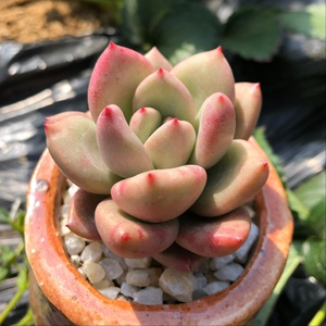 奶油鳄梨老桩多肉植物新手好养精品四季小盆栽绿植精品云南多肉