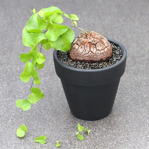 龟甲草植物