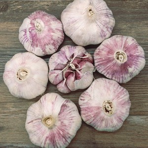 店内有云南大理紫皮独头大蒜鲜蒜1斤/3斤/5斤 辛辣 蒜味足