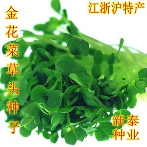 金花菜草头种子三叶秧草大叶黄花菜苜蓿上海特产母齐头新鲜草头籽