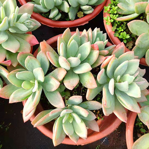 多肉植物稀有品种群生多头芒果美人云南肉肉绿植花卉盆栽