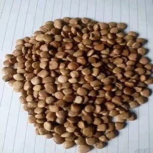 (按斤卖)牧马山地瓜种子牧马山凉薯种子甘薯种子豆薯籽水果种子