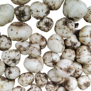 贝母种子种球种苗世界硒都贝母平贝紫花贝鲜贝阳台庭院盆栽中药材