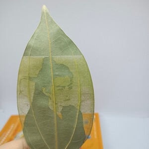 叶子雕刻人物图片刻在树叶上送礼物叶雕diy礼品定制书签y挂件特价