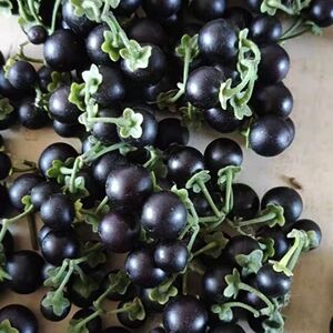 野生新鲜龙葵果黑呦呦野葡萄黑天天野水果255克包邮食用食品