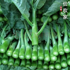 新鲜中花介蓝菜大芥蓝新鲜大骨农家自种绿色品质保证好吃下饭菜