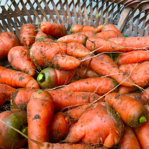 红萝卜新鲜湖南