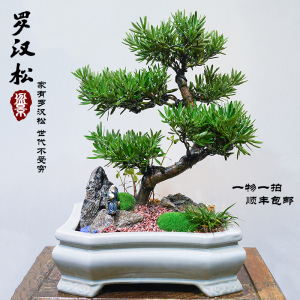 高端精品菊花罗汉松盆景室内客厅茶几办公室桌面上小盆栽四季常青