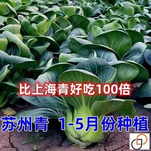 黑叶苏州青种子矮脚青梗菜 1-5月份四季耐寒上海农家自种青菜种籽