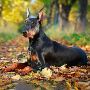 【成都CKU犬舍】纯种德系杜宾幼犬美系杜宾护卫犬猎犬迷你杜宾