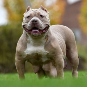 00t_1489673214712_0508淘宝比特犬幼犬活体纯种斗狗大型猎犬美国