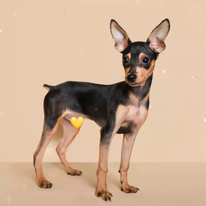 小鹿犬纯种幼崽铁包金金色迷你笃宾犬适合小孩子养的狗狗不咬人