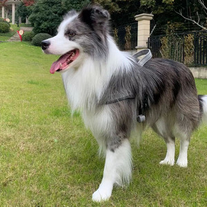 陨石色边境牧羊犬德国纯种金色边牧黑白边牧狗狗活体活物幼犬德牧