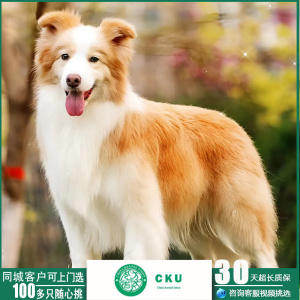 金边边境牧羊犬幼犬狗狗纯种幼犬金色边牧活体宠物狗动物小崽家庭