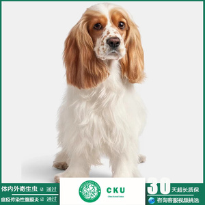 00tb059102110淘宝英国可卡美国可卡猎犬幼犬活体宠物狗可卡犬纯种