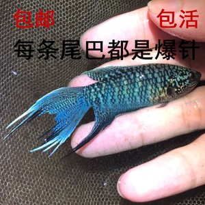 中国斗鱼 蓝纹越黑 黑纹叉尾 蓝绿型 普叉 蓝叉观赏鱼 活体冷水鱼