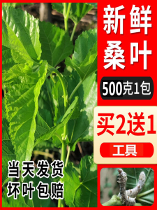 现摘嫩桑叶500克1包新鲜大小叶农家桑树叶芽蚕宝宝饲料食物桑树苗