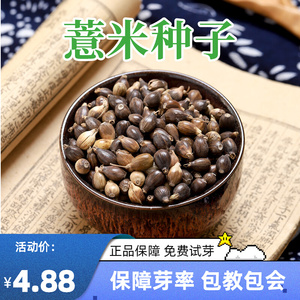 薏米种子薏苡仁小粒优质种籽春季四季种植草珠子药食两用药材散装