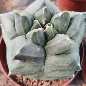 仙人球超大龟甲五角鸾凤玉四角稀有开花仙人球多肉办公室内外盆栽