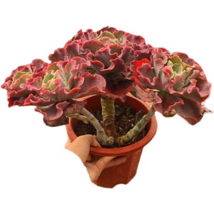 墨墨园艺多肉植物包菜系列水瓶座舞会f红裙阿里莱特高沙之翁嘉年