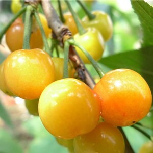 黄灯笼大樱桃树苗美国车厘子苗果树苗南北方盆栽地栽种植当年结果