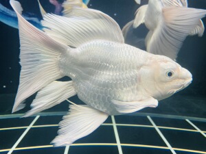 7-9cm3条蝴蝶鲤金鱼渔渔得水活体观赏鱼台湾正宗球体蝴蝶鲤观赏鱼