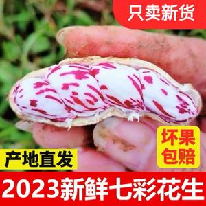 2023年新货云南七彩花生新鲜干花生带壳生熟可选原味产地直发5斤