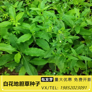 野生白花地胆草种子中草药材苦地胆 坐地娘 地胆头地斩头丁茄夫籽