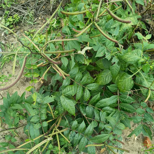 望江南种子蛇灭门野羊角菜中草药假决明金豆子野扁豆一年生植物籽