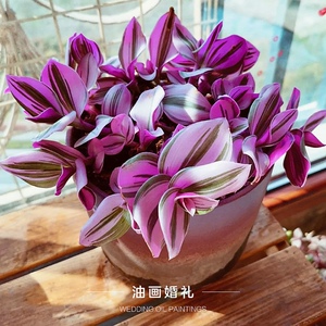 00嘟嘟依依童淘宝婚礼油画婚纱吊兰锦胭