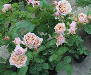 浩田花苑月季巴神/八神v/神庵丰花月季微型切花多季花力荐