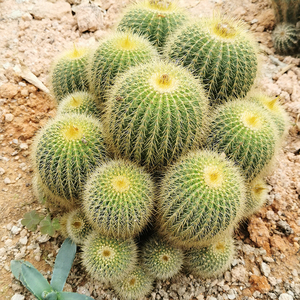 金冠银冠多头群生开花仙人球庭院阳台景观造景设计沙生多肉植物.