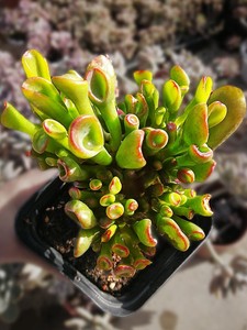 黄金花月一物一拍