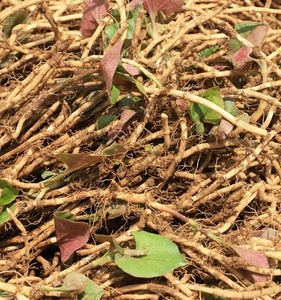 1斤鱼腥草新鲜折耳根现挖折儿根贵州特产农家折二根节节根鱼心草