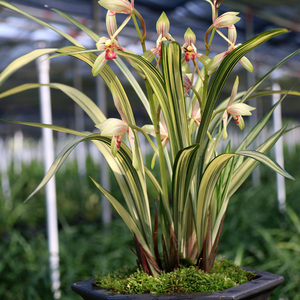 k建兰室内非常容易翁源线艺铭品中透兰花绿植边隆阳w台兰草金福盆