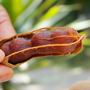 【云南特产甜豆角】云南特产甜豆角品牌,价格 - 阿里巴巴