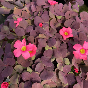 紫色大叶酢浆草醋酱草三叶草 阳台花园庭院 紫色耐寒地栽宿根植物
