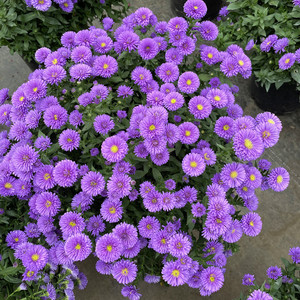 翠菊盆栽花苗紫苑花卉菊花花期长阳台庭院植物可地栽耐寒耐热好养