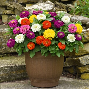 菊波斯菊种孑四季开花七彩格桑花百日草种子矮杆盆栽带花草籽2人付款