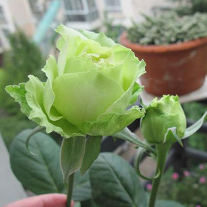 绿星大花月季花苗绿色玫瑰四季开花庭院阳台浓香花卉盆栽好养植物